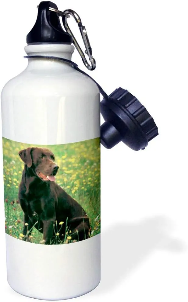 3dRose Chocolate Labrador Retriever Sports Water Bottle, 21 oz, White