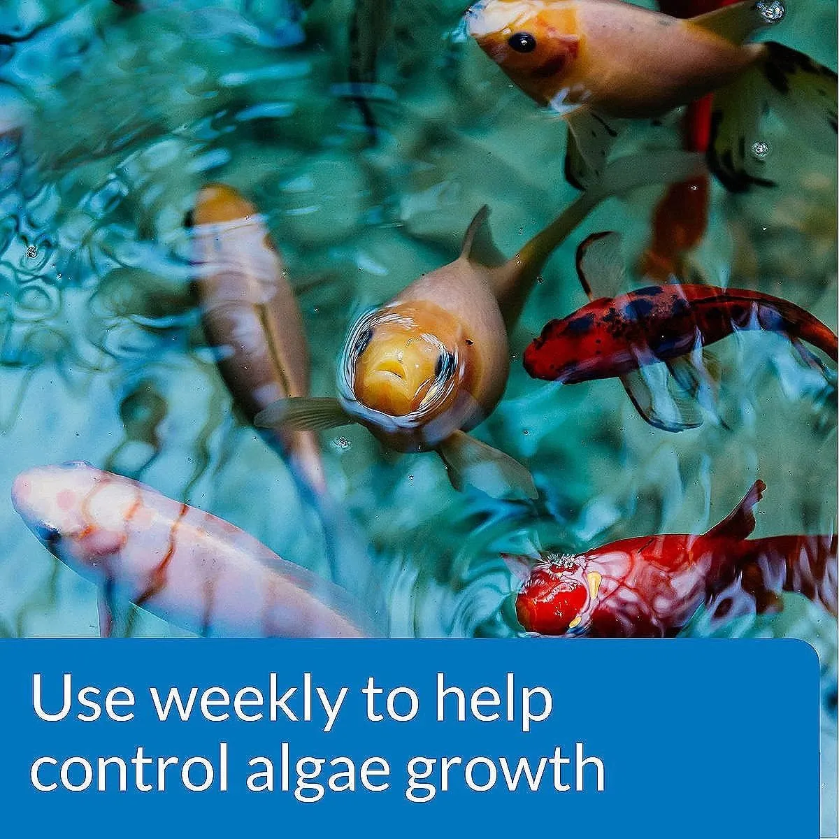 API POND ALGAEFIX Algae Control 32-Ounce Bottle, FISHAQUARI (169G)