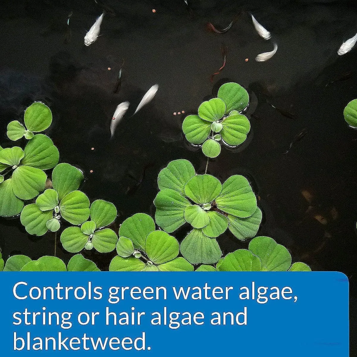 API POND ALGAEFIX Algae Control 32-Ounce Bottle, FISHAQUARI (169G)